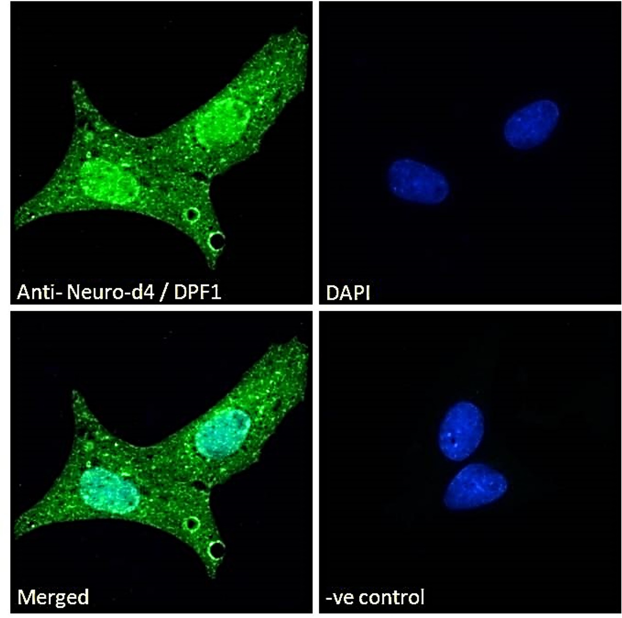 45-954 Immunofluorescence analysis of paraformaldehyde fixed U2OS cells, permeabilized with 0.15% Triton. Primary incubation 1hr (10ug/ml) followed by Alexa Fluor 488 secondary antibody (2ug/ml) , showing strong nuclear and weak cytoplasmic staining. The