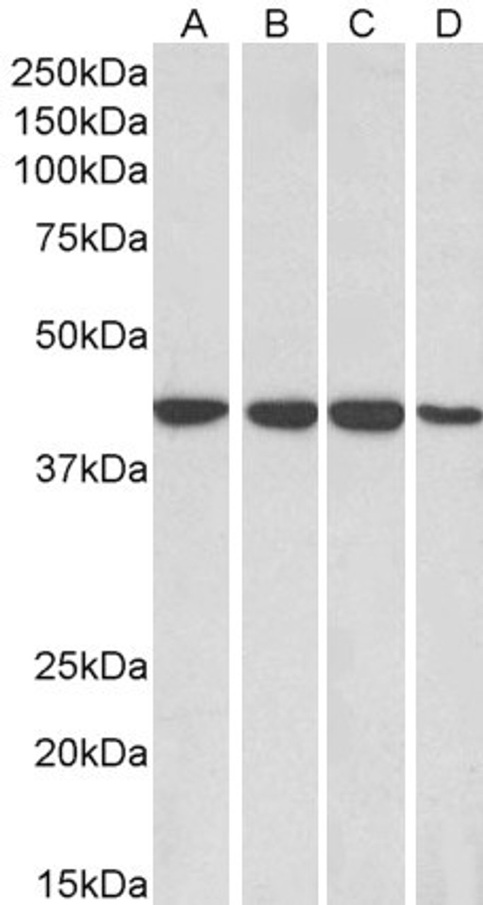 45-957 Immunofluorescence analysis of paraformaldehyde fixed U2OS cells, permeabilized with 0.15% Triton. Primary incubation 1hr (10ug/ml) followed by Alexa Fluor 488 secondary antibody (2ug/ml) , showing membrane/cytoplasmic staining. The nuclear stain i