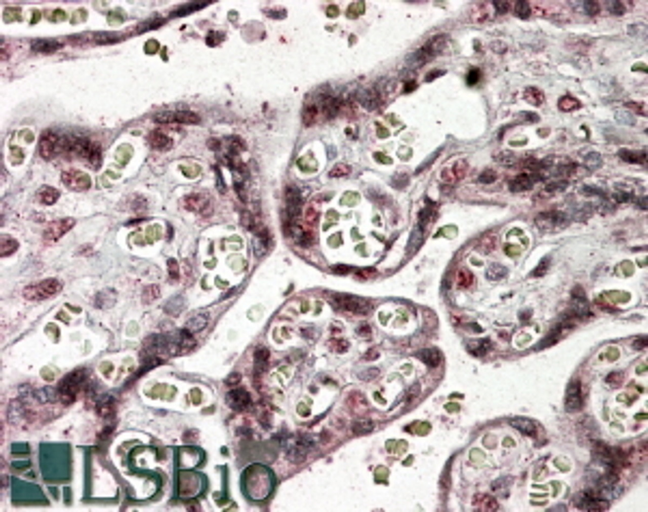 45-964 (3.8ug/ml) staining of paraffin embedded Human Placenta. Steamed antigen retrieval with citrate buffer pH 6, AP-staining.