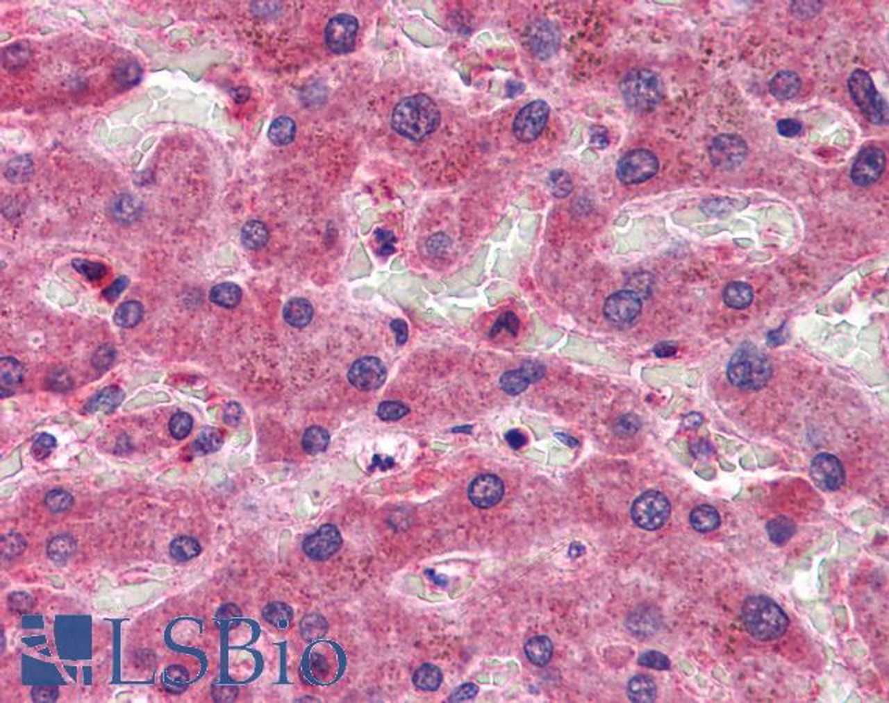 45-989 (3.75ug/ml) staining of paraffin embedded Human Skeletal Muscle. Steamed antigen retrieval with citrate buffer pH 6, AP-staining.
