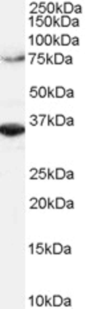46-101 (2ug/ml) staining of Hela lysate (RIPA buffer, 1.4E5 cells per lane) . Detected by chemiluminescence.