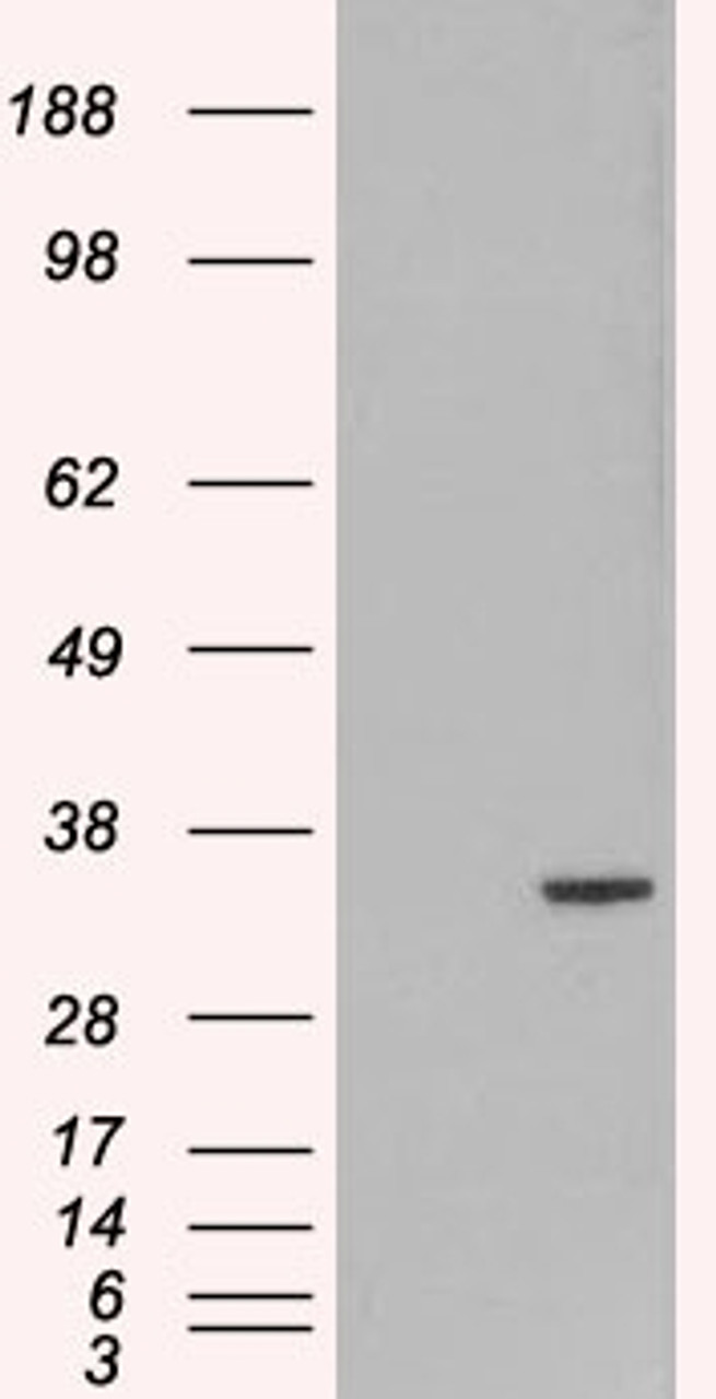 HEK293 overexpressing ORC6L and probed with EB05036 (mock transfection in first lane) .