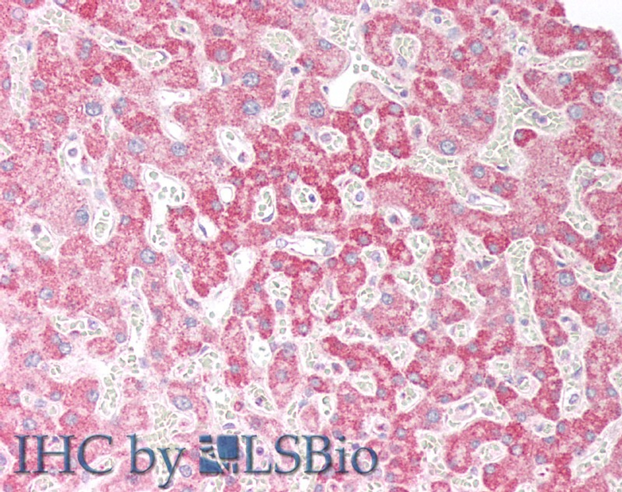 46-110 (0.2ug/ml) staining of Human Spleen lysate (35ug protein in RIPA buffer) . Detected by chemiluminescence.