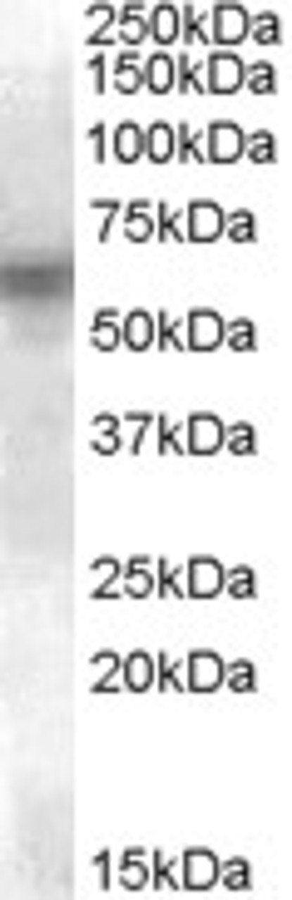 46-119 (0.5ug/ml) staining of Human Frontal Cortex lysate (35ug protein in RIPA buffer) . Detected by chemiluminescence.