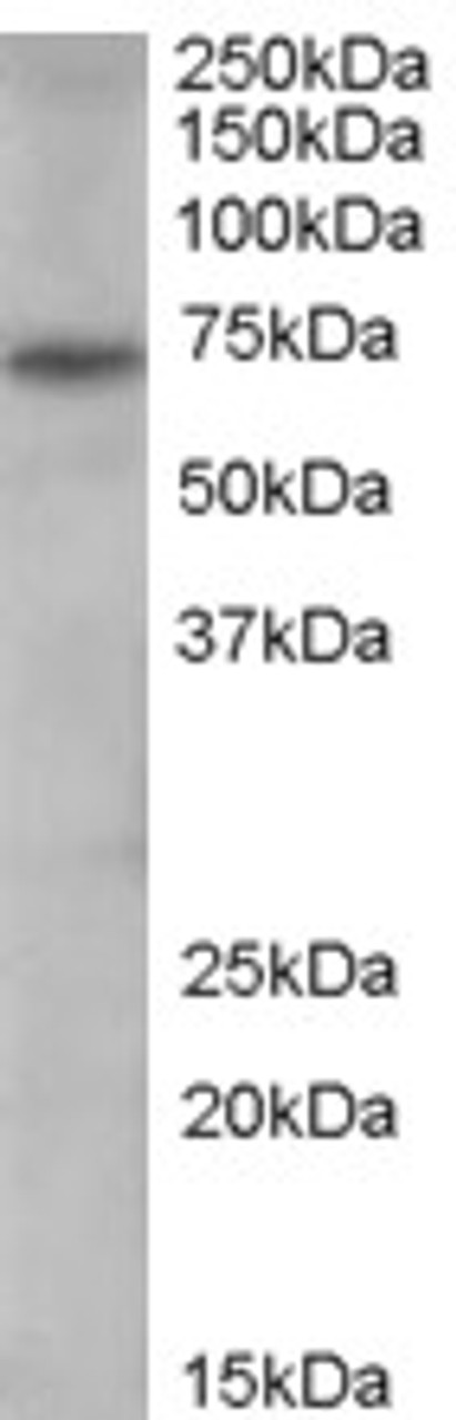 46-126 (0.3ug/ml) staining of Human Spleen lysate (35ug protein in RIPA buffer) . Detected by chemiluminescence.