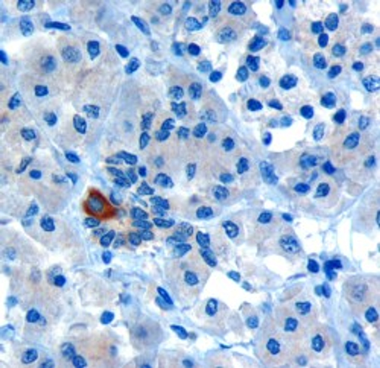 46-130 (10ug/ml) staining of paraffin embedded Human Pancreas. Microwaved antigen retrieval with Tris/EDTA buffer pH9, HRP-staining.