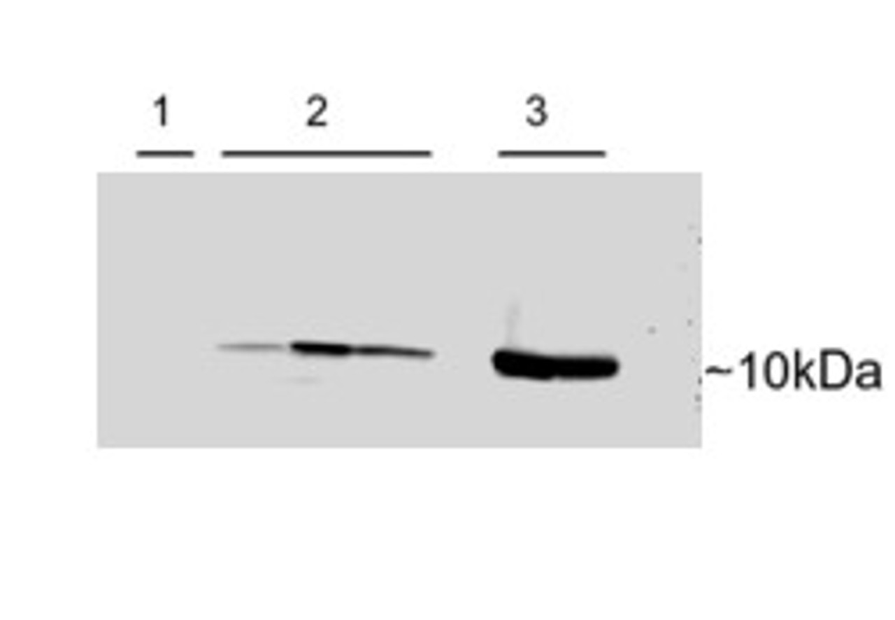 46-135 (0.3ug/ml) staining of Human Cerebellum lysate (35ug protein in RIPA buffer) .r. Detected by chemiluminescence.