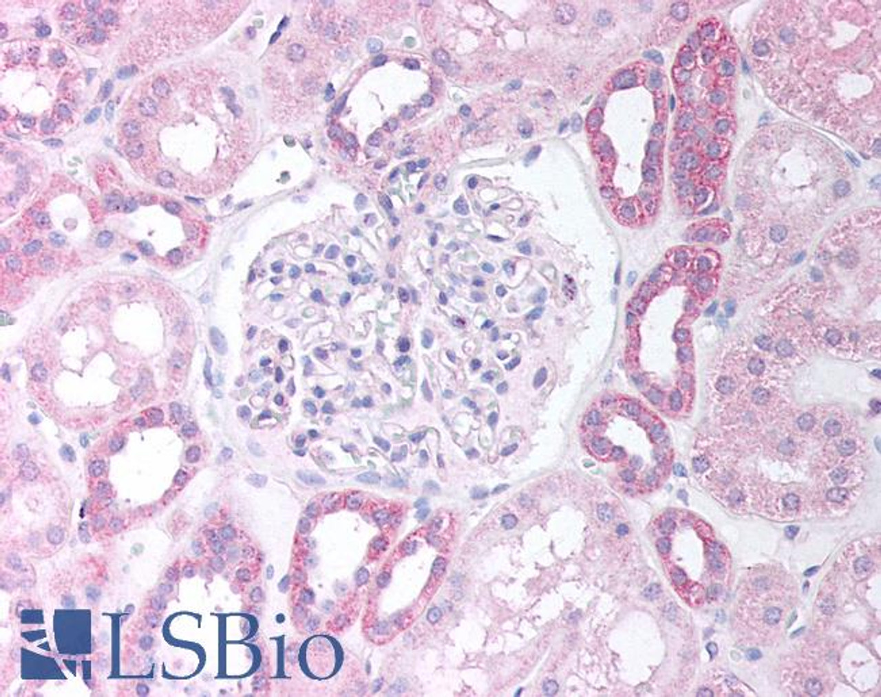 46-141 (5ug/ml) staining of paraffin embedded Human Kidney Cortex. Steamed antigen retrieval with citrate buffer pH 6, AP-staining.