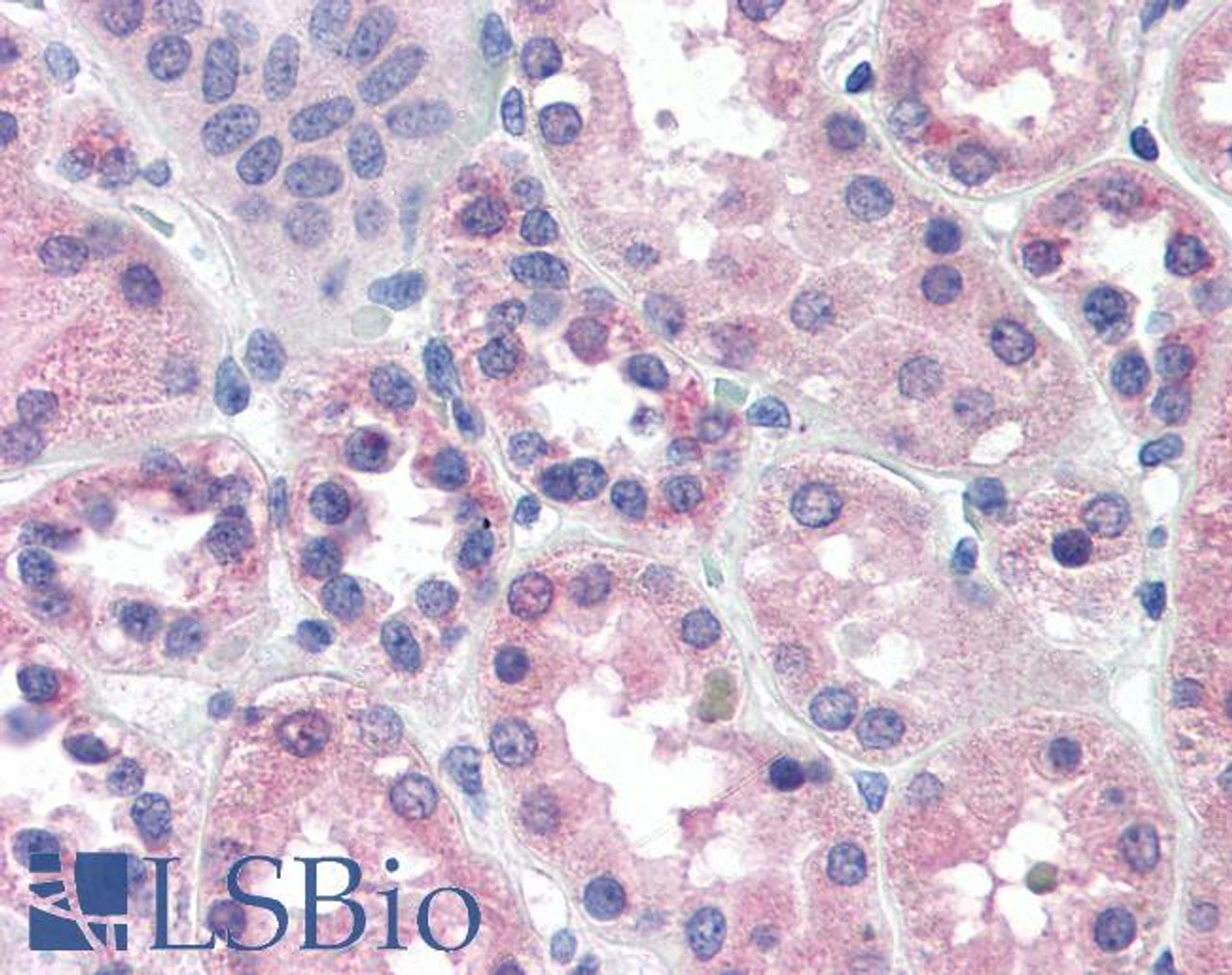 46-144 (2ug/ml) staining of paraffin embedded Human Cerebral Cortex. Steamed antigen retrieval with citrate buffer pH 6, AP-staining.