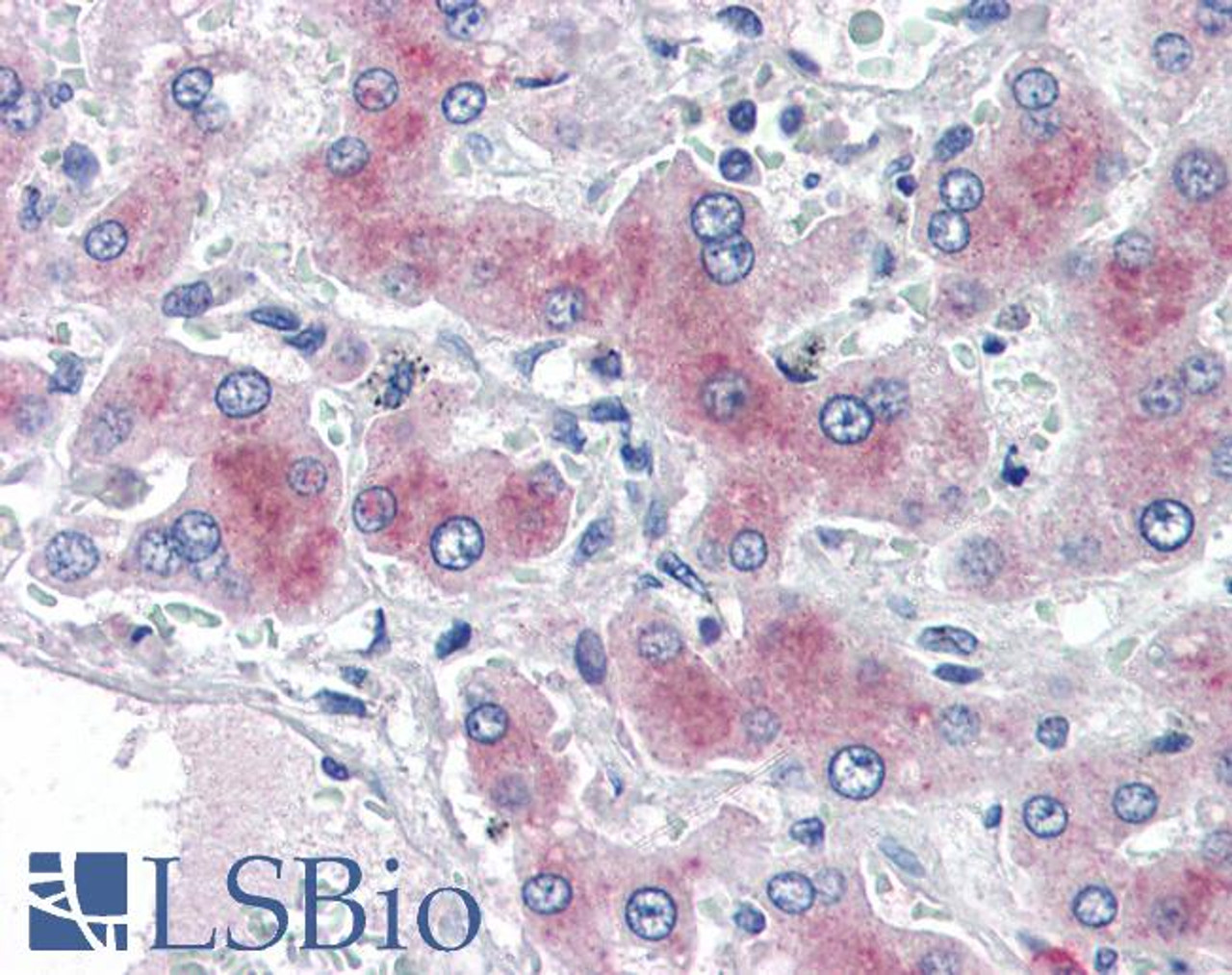 46-144 (2ug/ml) staining of paraffin embedded Human Kidney. Steamed antigen retrieval with citrate buffer pH 6, AP-staining.