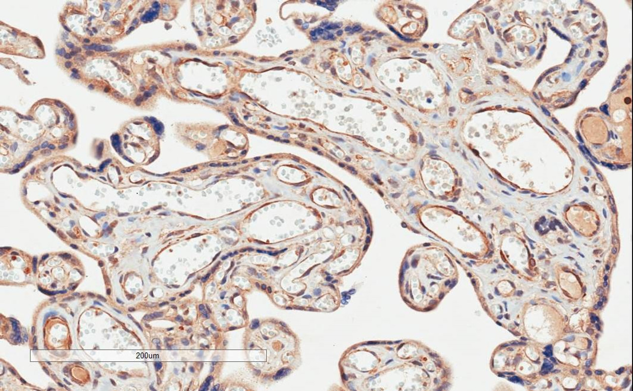 46-156 (2ug/ml) staining of paraffin embedded Human Placenta. Microwaved antigen retrieval with citrate buffer pH 6, HRP-staining.