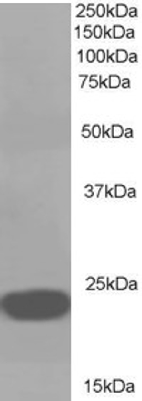 46-161 (1ug/ml) staining of A549 lysate (35ug protein in RIPA buffer) . Detected by chemiluminescence.