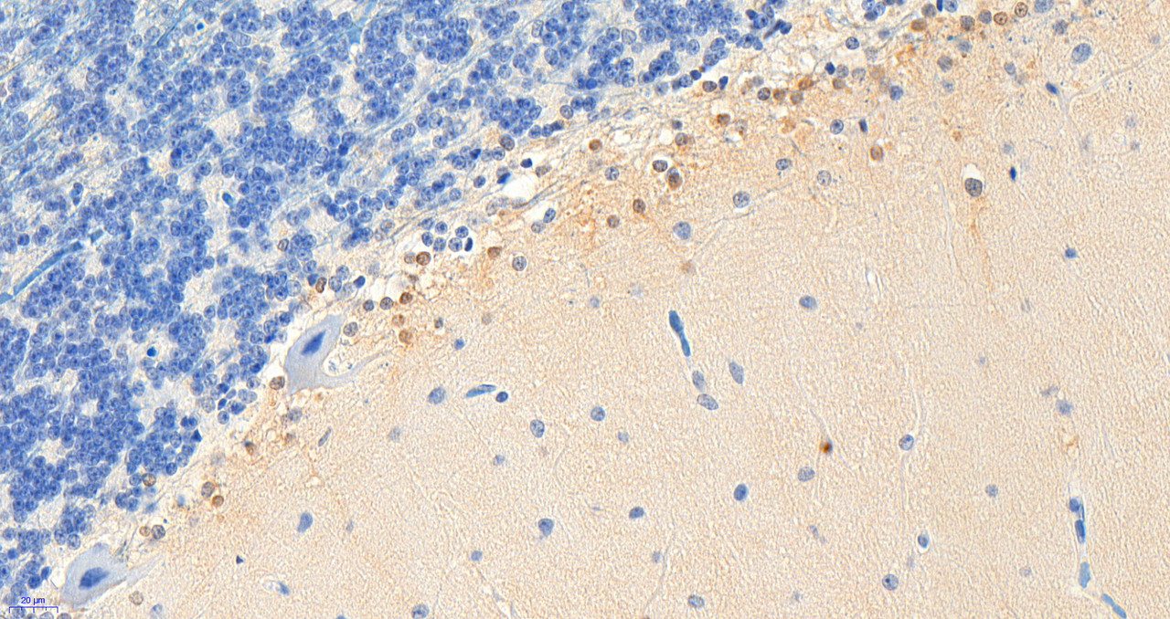 46-161 (5ug/ml) staining of paraffin embedded Human Cortex. Heat induced antigen retrieval with citrate buffer pH 6, HRP-staining.