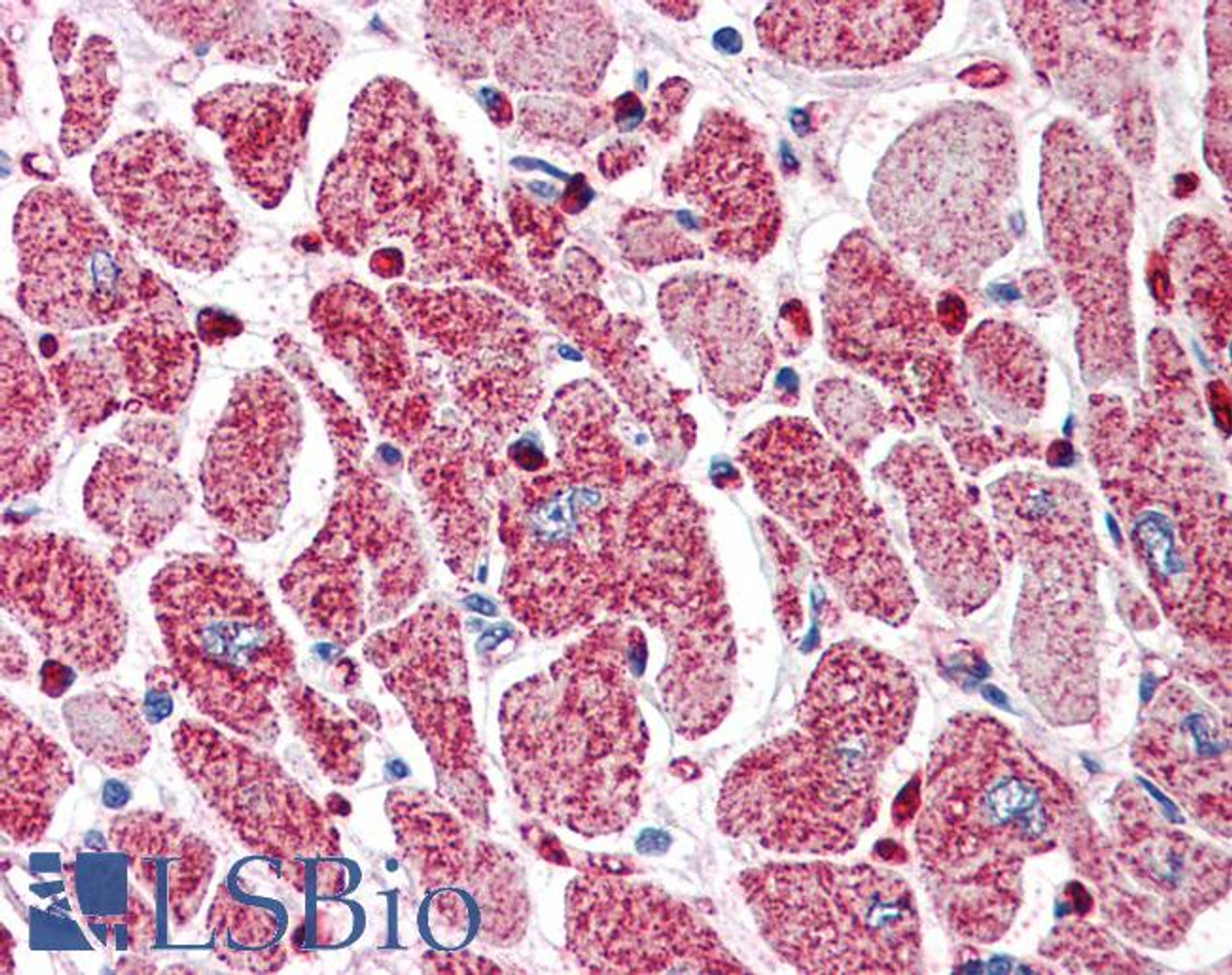 46-185 (5ug/ml) staining of paraffin embedded Human Heart. Steamed antigen retrieval with citrate buffer pH 6, AP-staining.