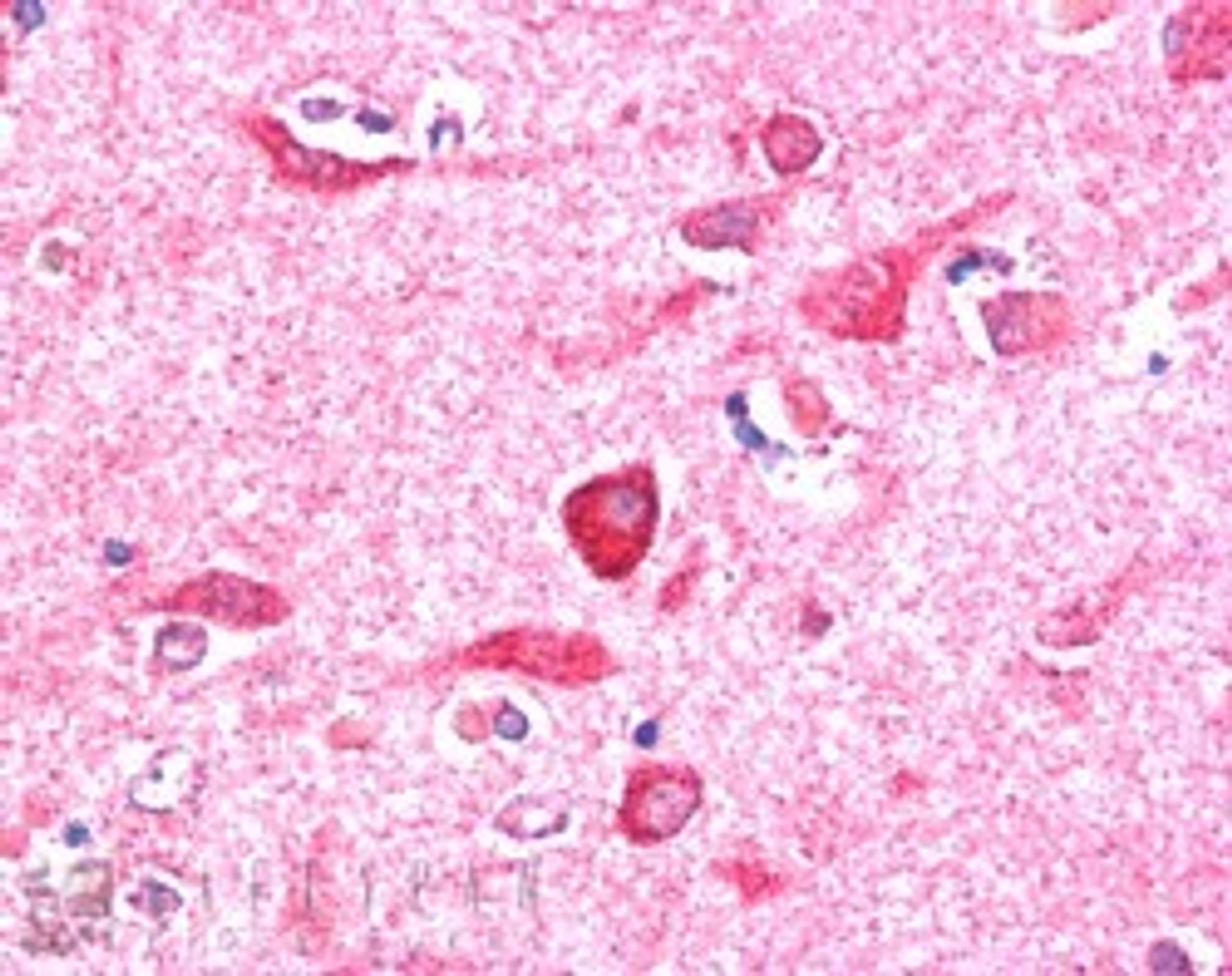 46-196 (5ug/ml) staining of paraffin embedded Human Cerebral Cortex. Steamed antigen retrieval with citrate buffer pH 6, AP-staining.