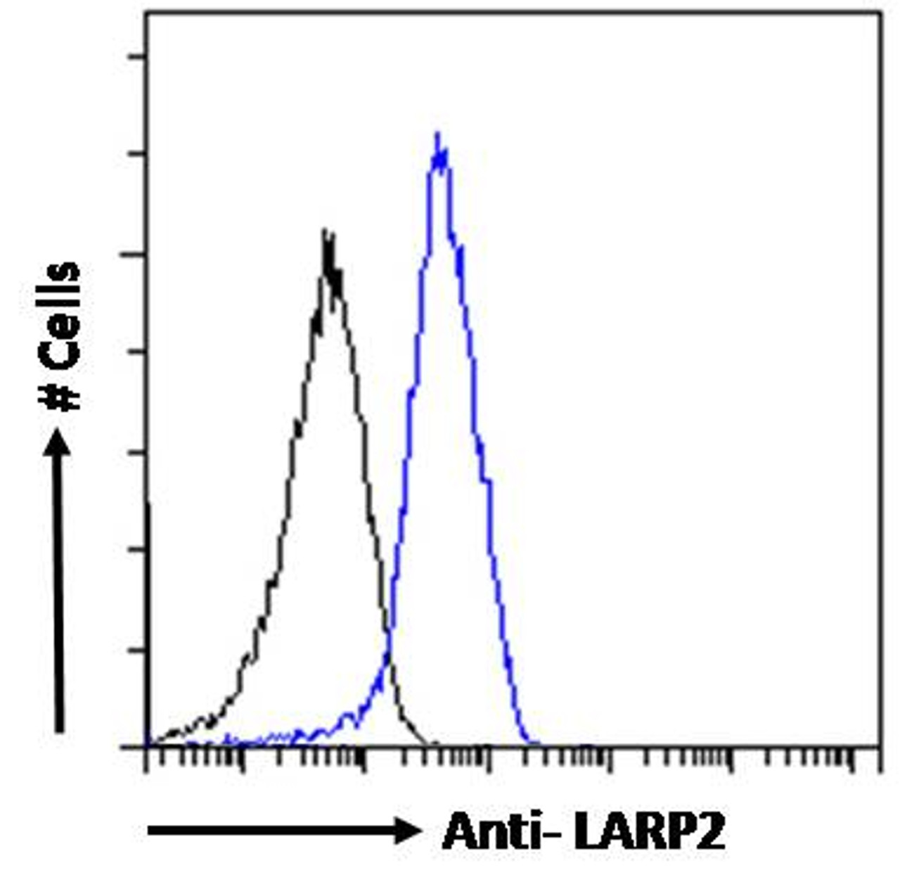 46-206 (1ug/ml) staining of Human Kisney lysate (35ug protein in RIPA buffer) . Primary incubation was 1 hour. Detected by chemiluminescence.