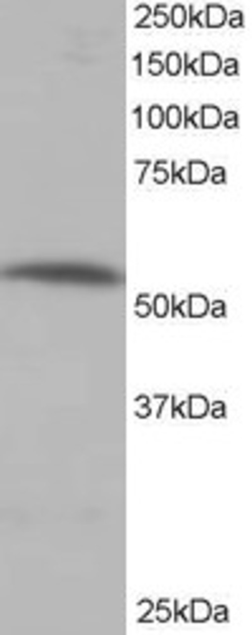 46-210 staining (0.5ug/ml) of human muscle lysate (RIPA buffer, 35ug total protein per lane) . Primary incubated for 1 hour. Detected by western blot using chemiluminescence.