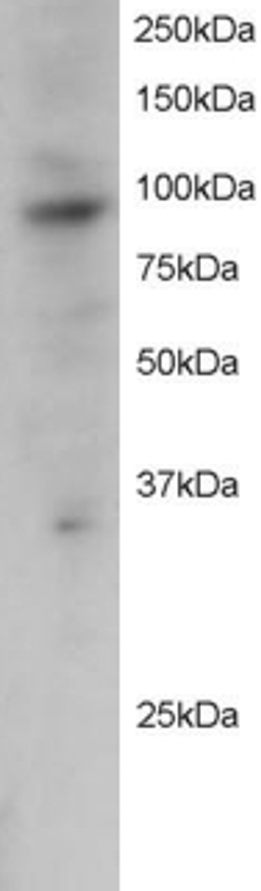 46-214 staining (2ug/ml) of Jurkat lysate (RIPA buffer, 30ug total protein per lane) . Primary incubated for 12 hour. Detected by western blot using chemiluminescence.