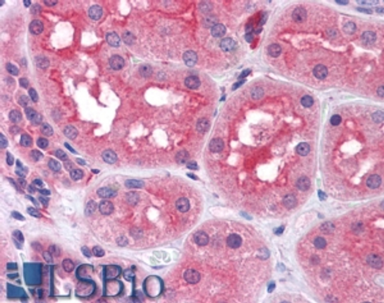 46-219 (10ug/ml) staining of paraffin embedded Human Pancreas. Steamed antigen retrieval with citrate buffer pH 6, AP-staining.