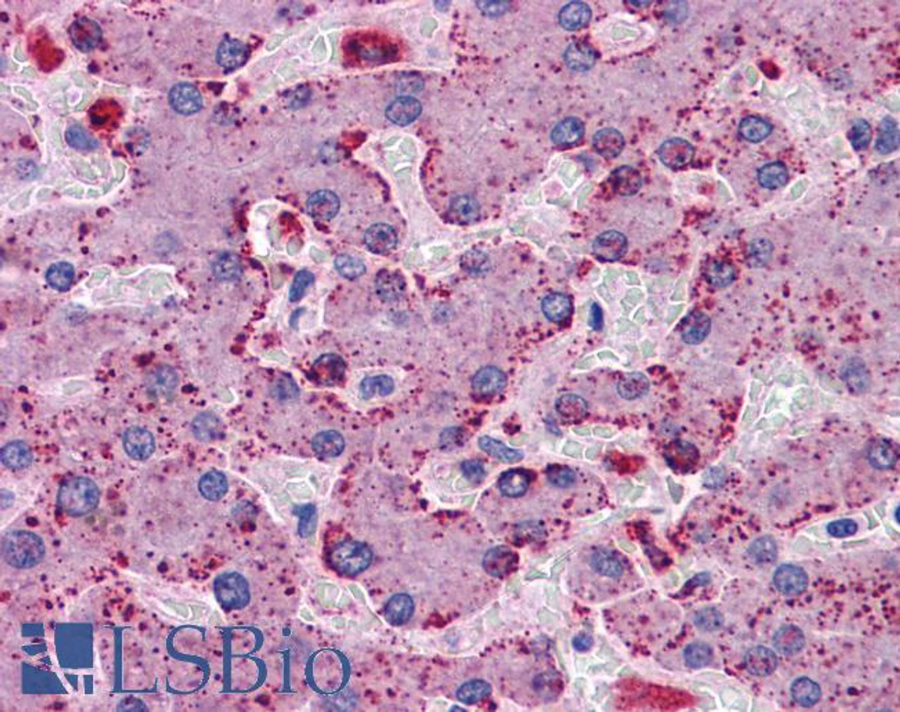 46-226 (3.75ug/ml) staining of paraffin embedded Human Cerebellum. Steamed antigen retrieval with citrate buffer pH 6, AP-staining.