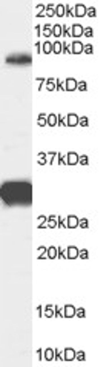 46-230 (1ug/ml) staining of HeLa cell lysate (35ug protein in RIPA buffer) with (B) and without (A) blocking with the immunising peptide. Detected by chemiluminescence.
