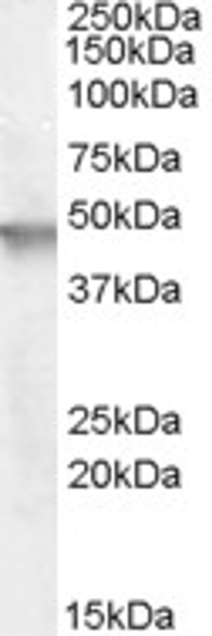 46-231 (1ug/ml) staining of Human Heart lysate (35ug protein in RIPA buffer) . Primary incubation was 1 hour. Detected by chemiluminescence.