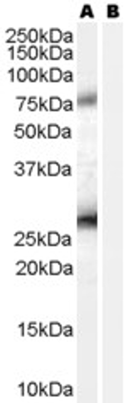 46-246 Immunofluorescence analysis of paraformaldehyde fixed NIH3T3 cells, permeabilized with 0.15% Triton. Primary incubation 1hr (5ug/ml) followed by Alexa Fluor 488 secondary antibody (2ug/ml) , showing Golgi/membrane staining. The nuclear stain is DAP