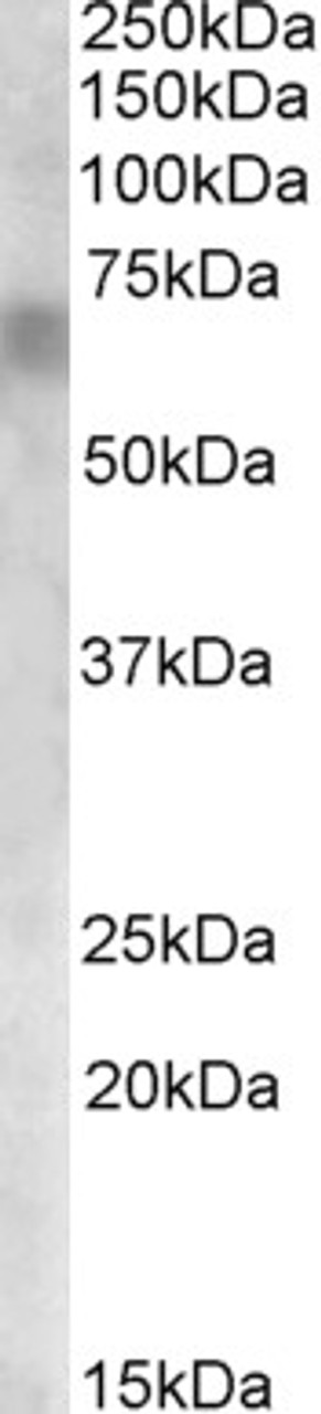 46-255 (0.03ug/ml) staining of Mouse Liver lysate (35ug protein in RIPA buffer) . Detected by chemiluminescence.