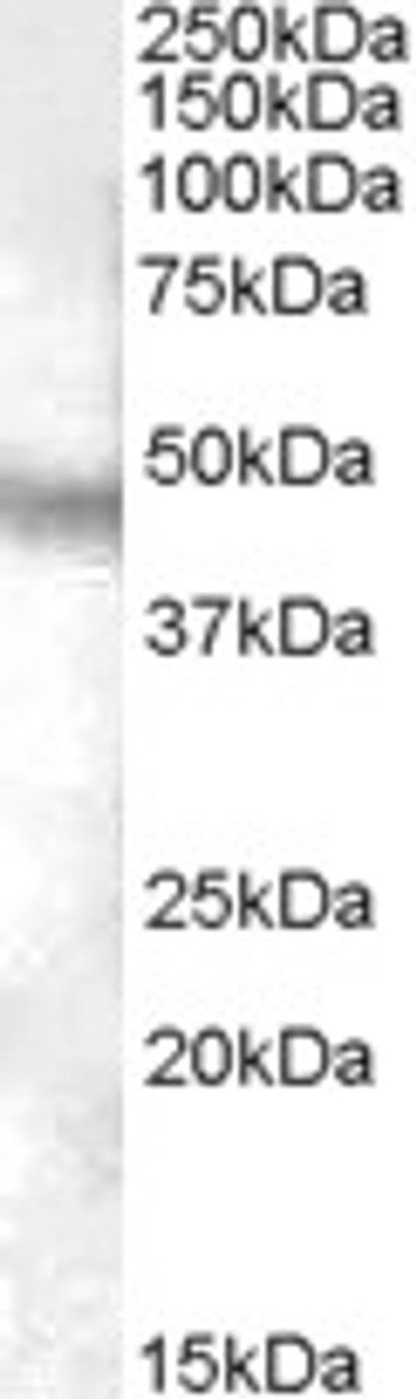 46-255 (5ug/ml) staining of paraffin embedded Human Liver. Steamed antigen retrieval with citrate buffer pH 6, AP-staining.