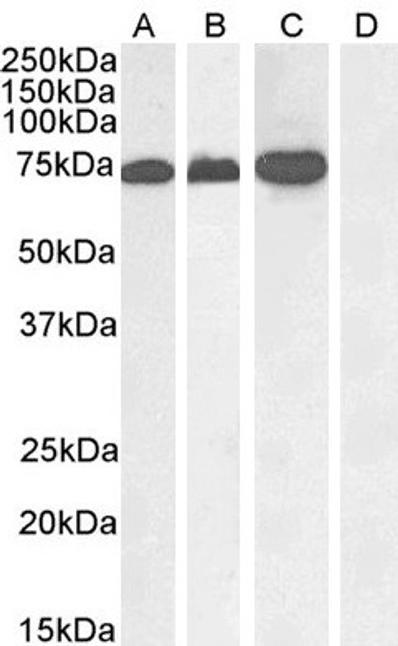 46-260 (1ug/ml) staining of A431 nuclear (A) , Jurkat (B) , Jurkat nuclear (C) and negative control Human Pancreas (D) lysate. (35ug protein in RIPA buffer) Detected by chemiluminescence.
