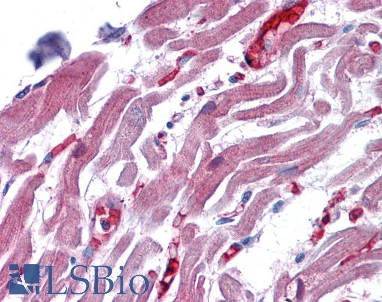 46-264 (3.8ug/ml) staining of paraffin embedded Human Cortex. Steamed antigen retrieval with citrate buffer pH 6, AP-staining.