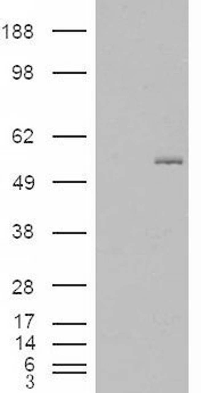 46-279 (0.5ug/ml) staining of Rat Kidney lysate (35ug protein in RIPA buffer) . Primary incubation was 1 hour. Detected by chemiluminescence.