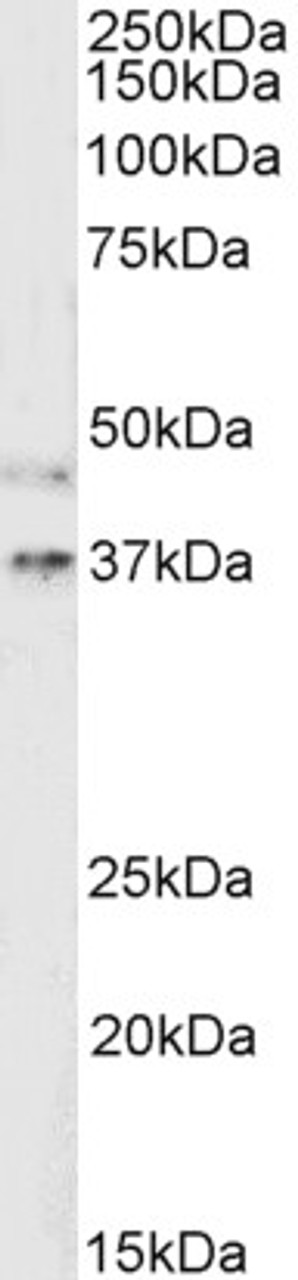 46-280 (2ug/ml) of Mouse Kidney lysate (RIPA buffer, 35ug total protein per lane) . Detected by chemiluminescence.