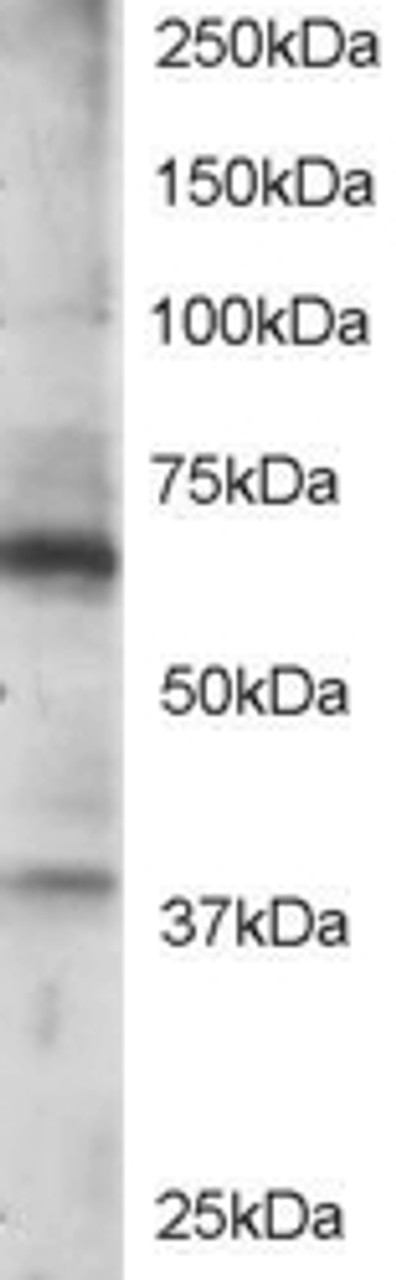 46-288 staining (0.5ug/ml) of Jurkat lysate (RIPA buffer, 35ug total protein per lane) . Primary incubated for 1 hour. Detected by western blot using chemiluminescence.