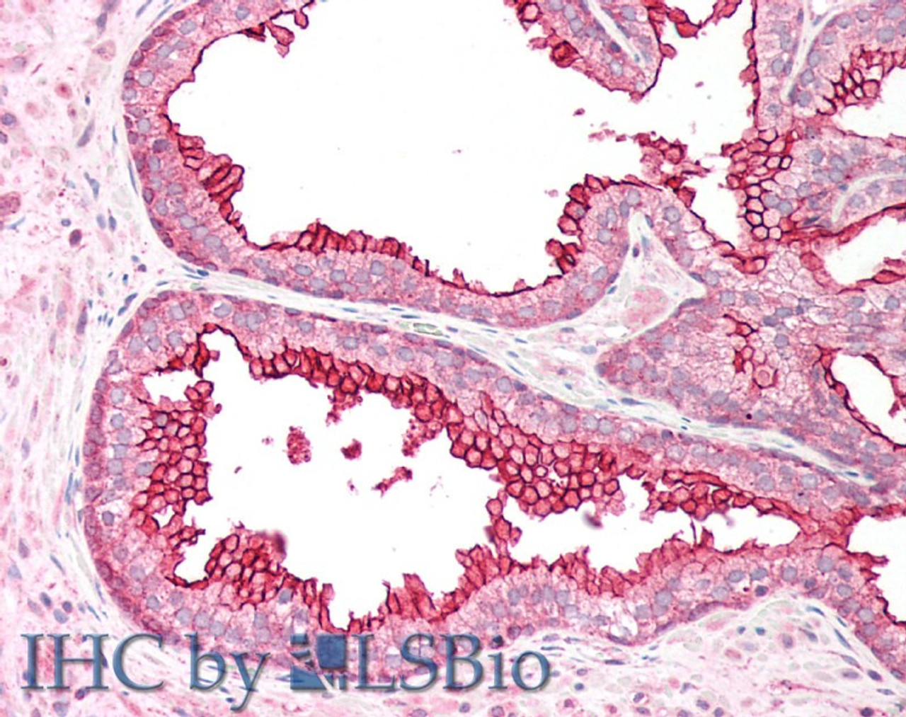 46-290 (5ug/ml) staining of paraffin embedded Human Prostate. Steamed antigen retrieval with citrate buffer pH 6, AP-staining.