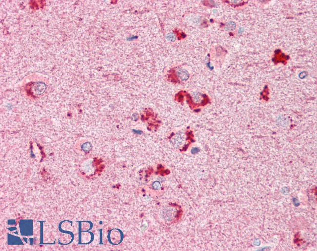 46-300 (3.75ug/ml) staining of paraffin embedded Human Cortex. Steamed antigen retrieval with citrate buffer pH 6, AP-staining.