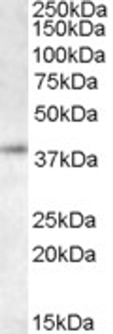 46-304 staining (0.5 ug/ml) of K562 lysate (RIPA buffer, 35ug total protein per lane) . Primary incubated for 1 hour. Detected by western blot using chemiluminescence.