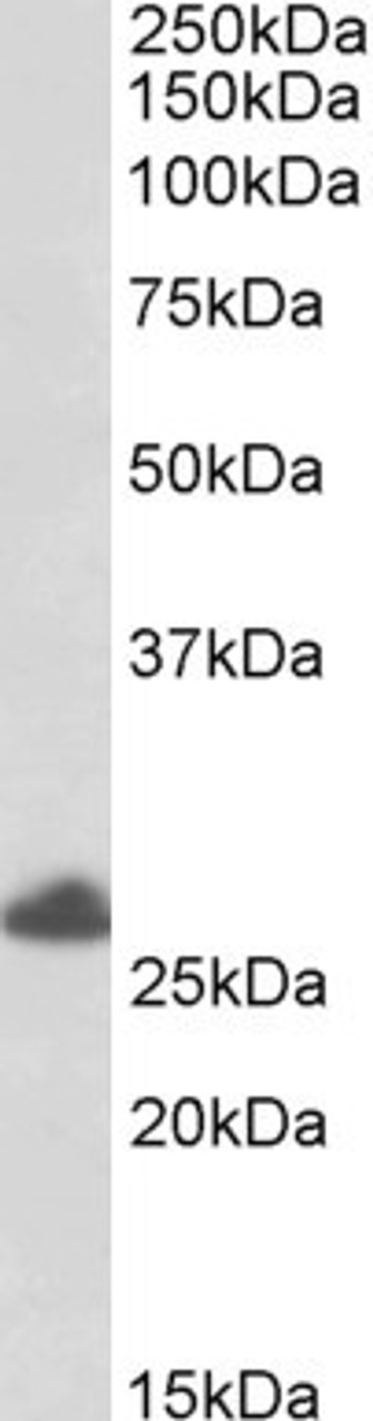 46-310 (0.5ug/ml) staining of Human Placenta lysate (35ug protein in RIPA buffer) . Primary incubation was 1 hour. Detected by chemiluminescence.