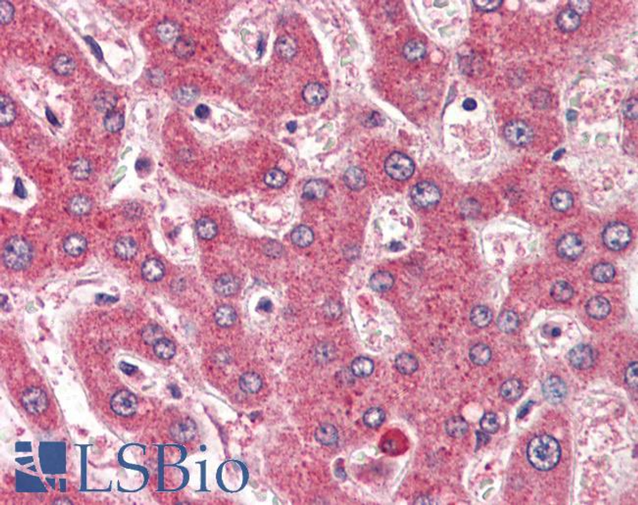 46-315 (1ug/ml) staining of HUVEC lysate (35ug protein in RIPA buffer) . Detected by chemiluminescence.