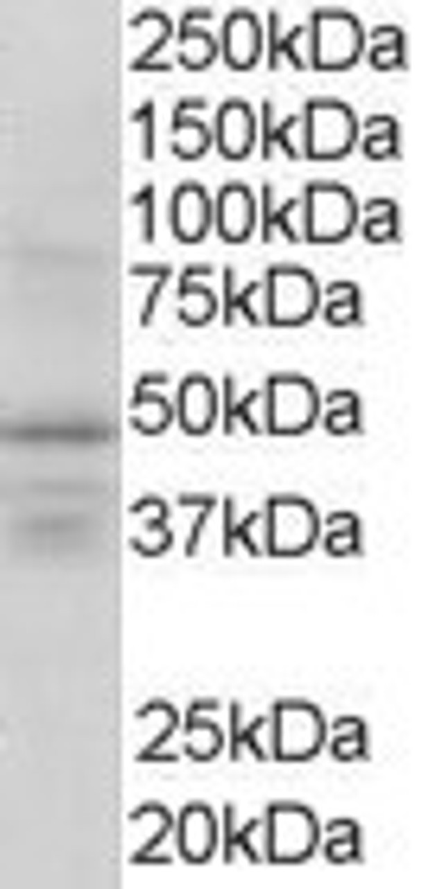 46-324 (1ug/ml) staining of Human Brain lysate (35ug protein in RIPA buffer) . Detected by chemiluminescence.