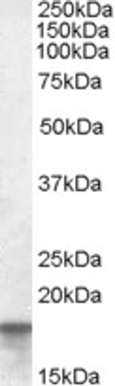 46-326 (0.05ug/ml) staining of Peripheral blood mononuclear cells lysate (35ug protein in RIPA buffer) . Detected by chemiluminescence.