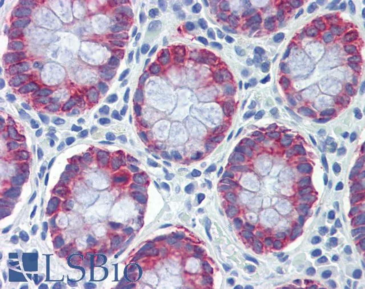 46-326 (2ug/ml) staining of paraffin embedded Human Small Intestine. Steamed antigen retrieval with citrate buffer pH 6, HRP-staining.