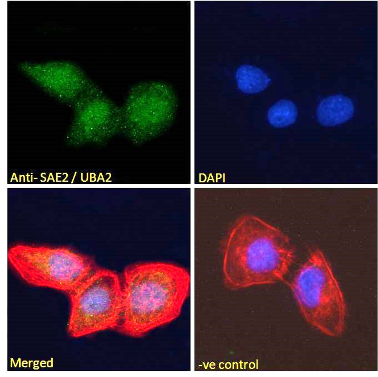 46-329 Immunofluorescence analysis of paraformaldehyde fixed U2OS cells, permeabilized with 0.15% Triton. Primary incubation 1hr (10ug/ml) followed by Alexa Fluor 488 secondary antibody (2ug/ml) , showing nuclear staining. Actin filaments were stained wit