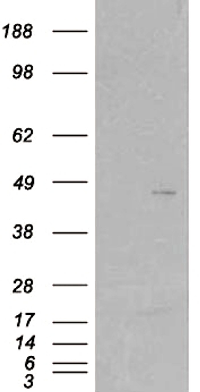 HEK293 overexpressing SKAP2 and probed with 46-341 (mock transfection in first lane) .