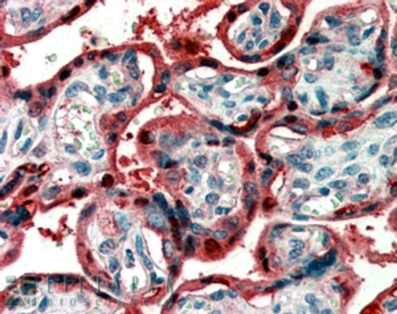 46-343 (10ug/ml) staining of paraffin embedded Human Cortex. Steamed antigen retrieval with citrate buffer pH 6, AP-staining.