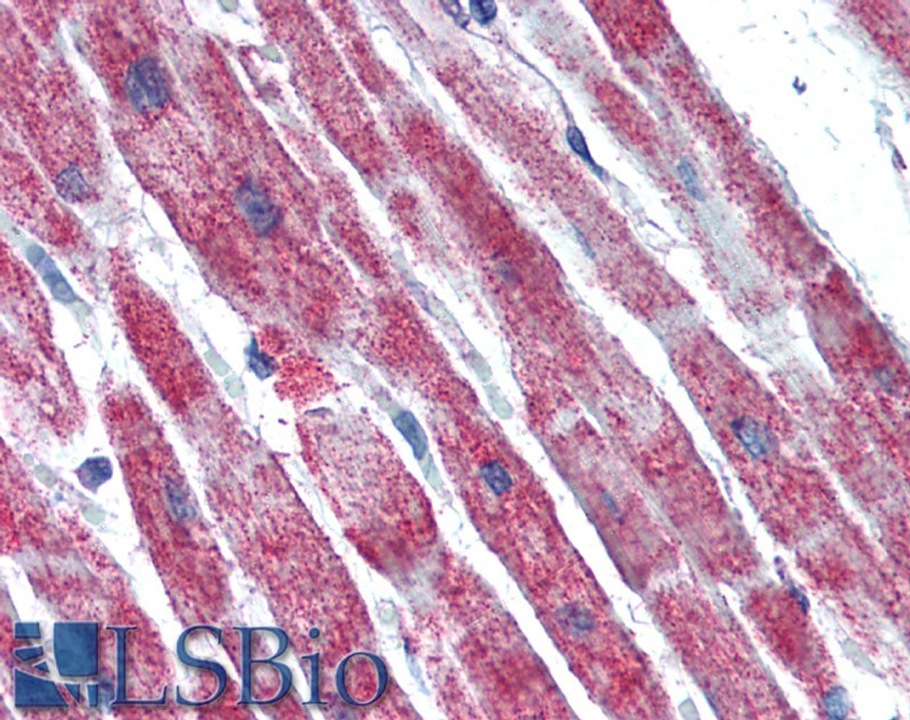 46-345 (0.03ug/ml) staining of Human Liver lysate (35ug protein in RIPA buffer) . Primary incubation was 1 hour. Detected by chemiluminescence.