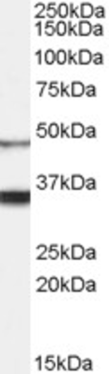 46-345 (5ug/ml) staining of paraffin embedded Human Heart. Steamed antigen retrieval with citrate buffer pH 6, AP-staining.