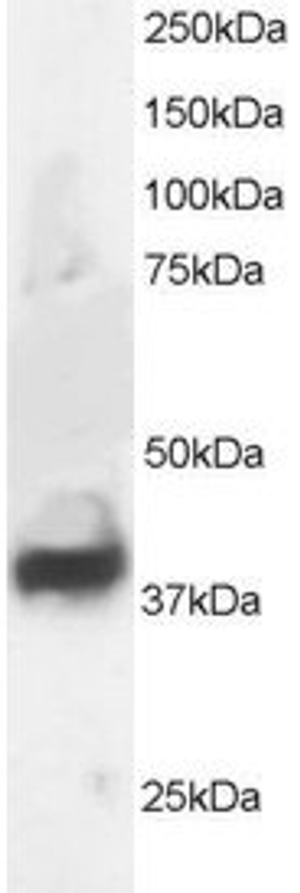 46-353 staining (1ug/ml) of Human Brain lysate (RIPA buffer, 30ug total protein per lane) . Primary incubated for 1 hour. Detected by chemiluminescence.