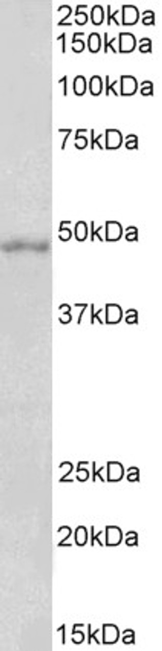 46-358 (0.1ug/ml) staining of Human Ovary lysate (35ug protein in RIPA buffer) . Primary incubation was 1 hour. Detected by chemiluminescence.