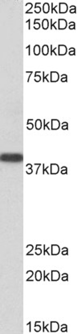 46-360 (0.3ug/ml) staining of Human Kidney lysate (35ug protein in RIPA buffer) . Primary incubation was 1 hour. Detected by chemiluminescence.